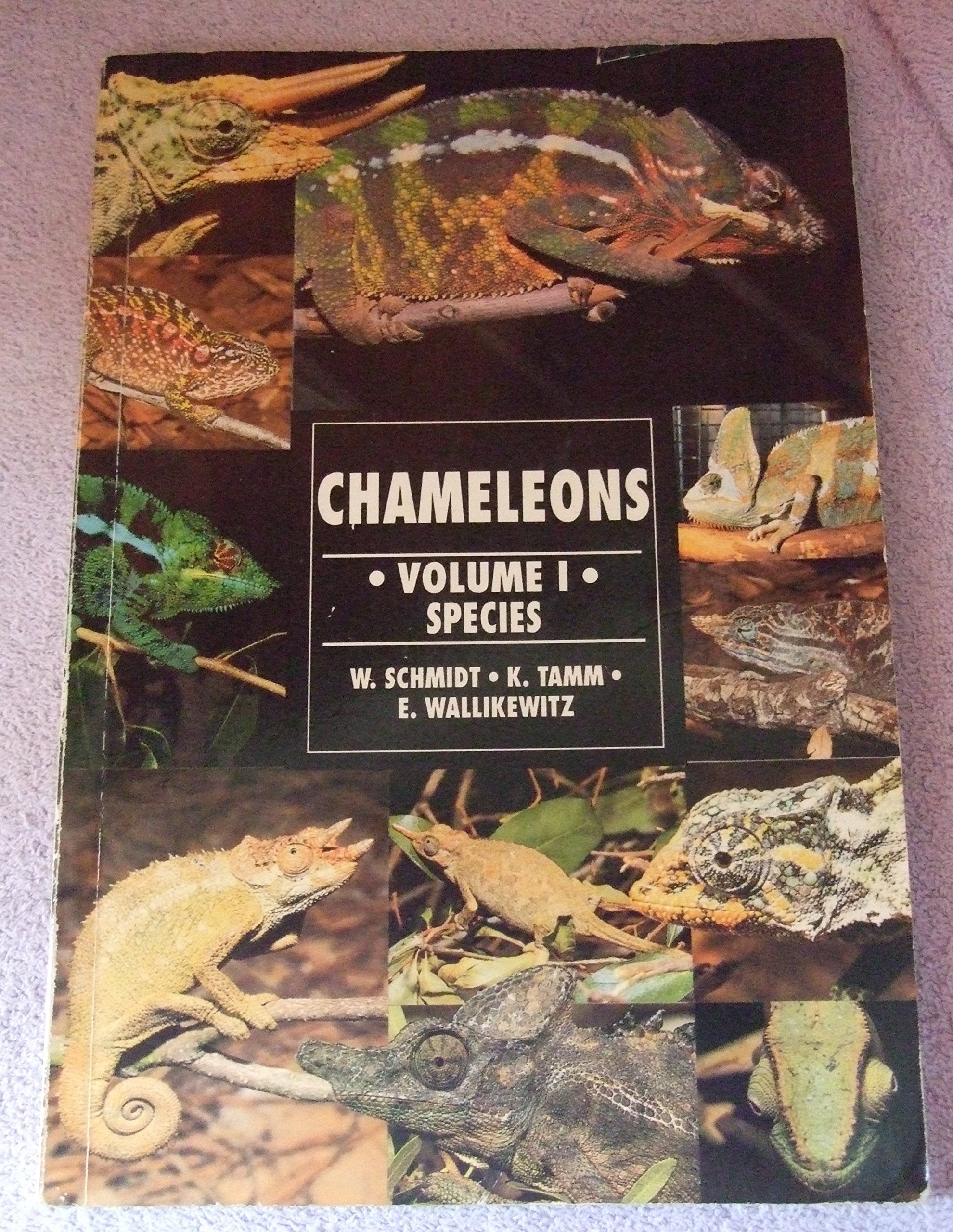The Guide to Owning Chameleon Species Fairy Tales & Legends