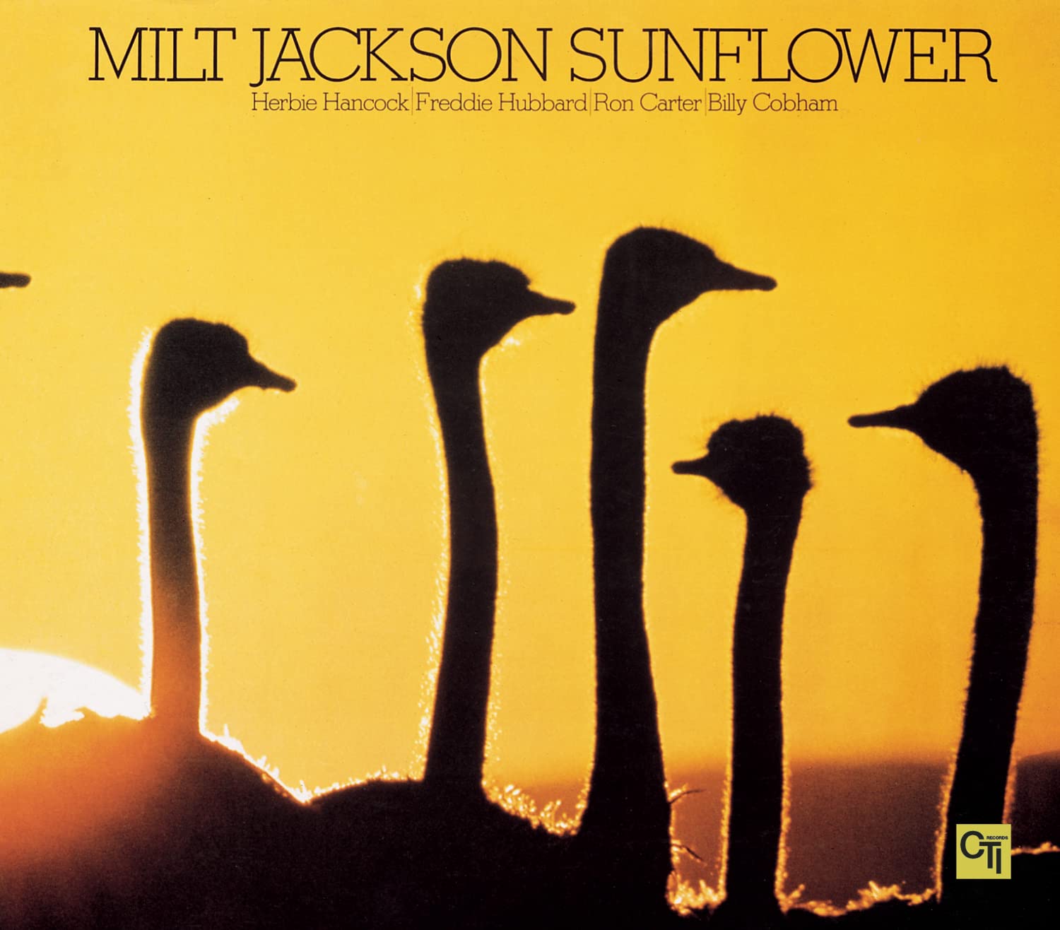 Sunflower Pop