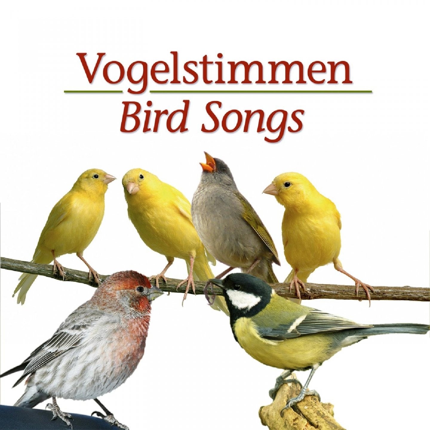 Vogelstimmen Music