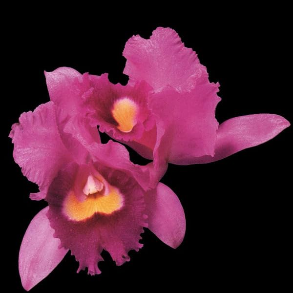 Orchid Alternative & Indie