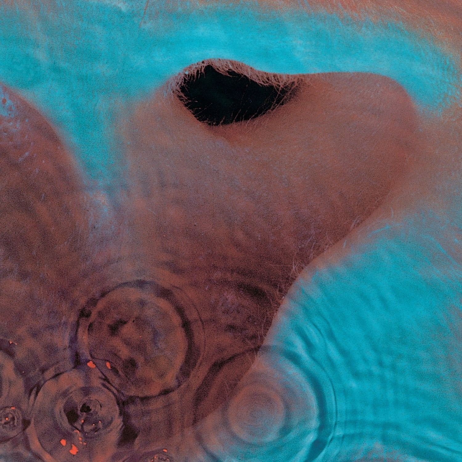 Meddle (2016 Edition) Rock
