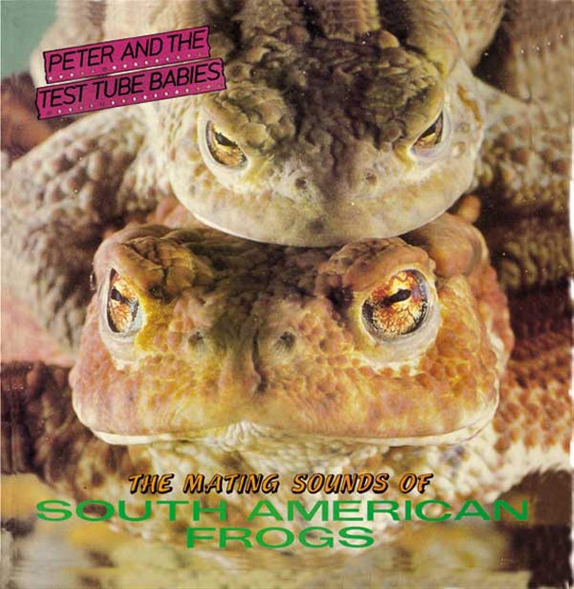 The Mating Sounds of South American Frogs Pop