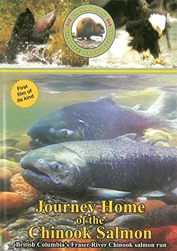 Journey Home of the Chinook Salmon Films