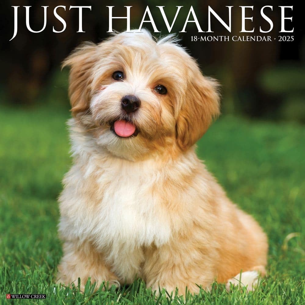 Just Havanese 2025 12 X 12 Wall Calendar Pets