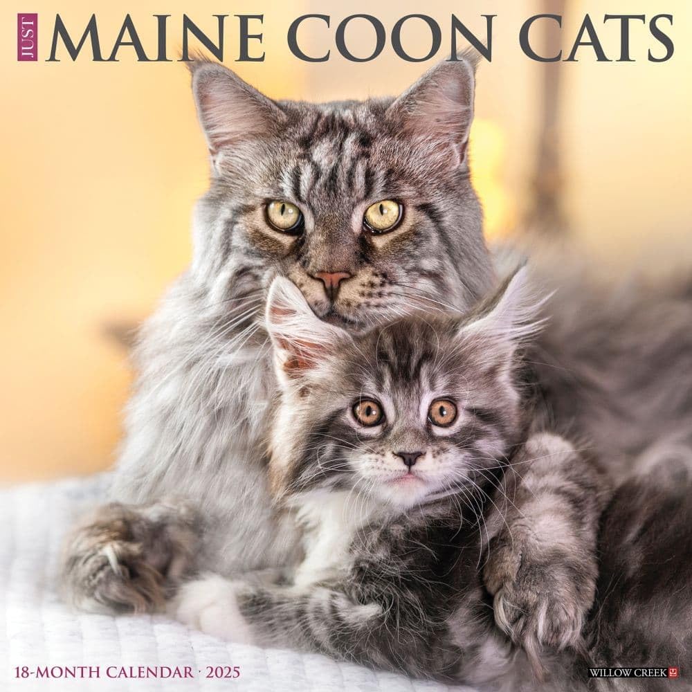 Maine Coon Cats 2026 12 X 12 Wall Calendar Pets