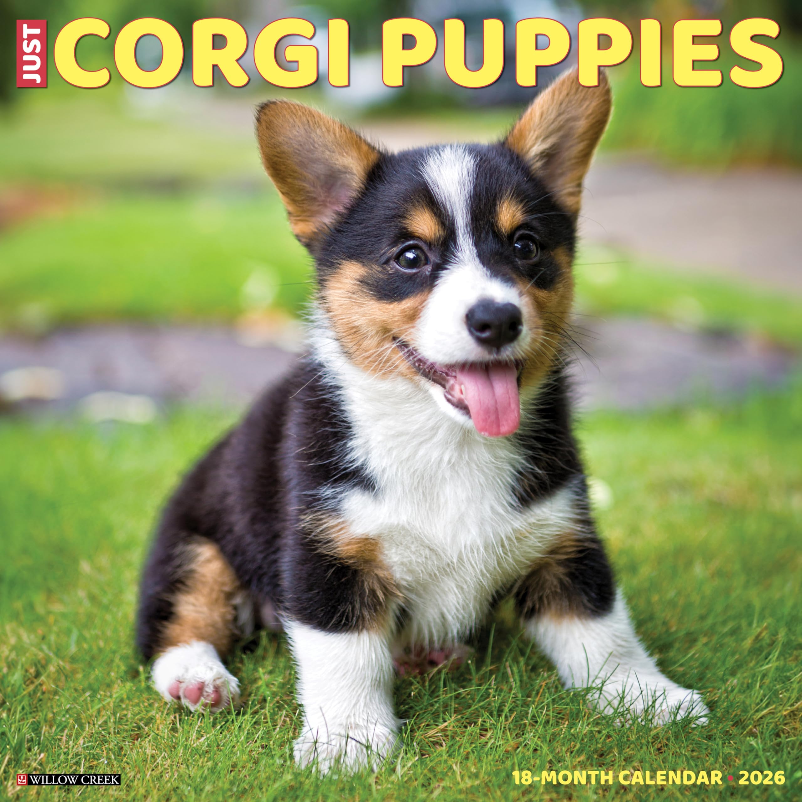 Corgi Puppies 2026 12 X 12 Wall Calendar book