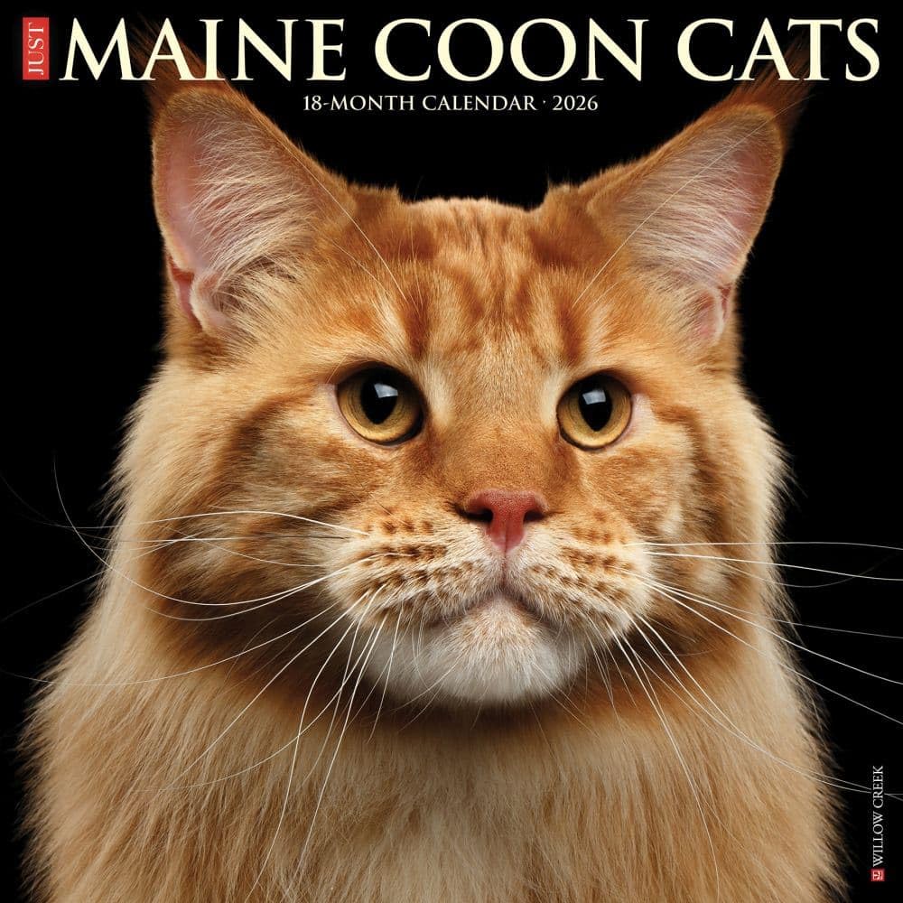 Maine Coon Cats 2026 12 X 12 Wall Calendar Pets