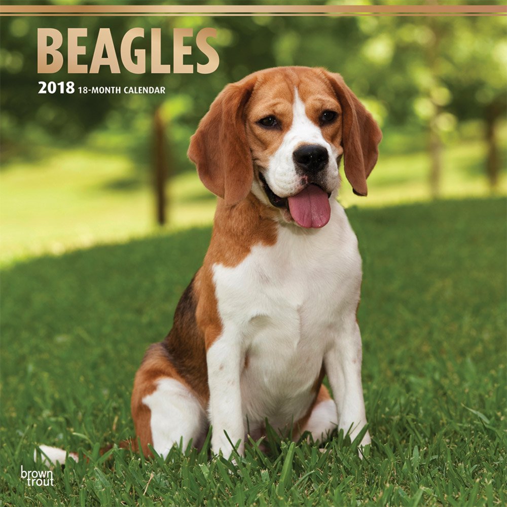 Beagles 2018 Calendar book