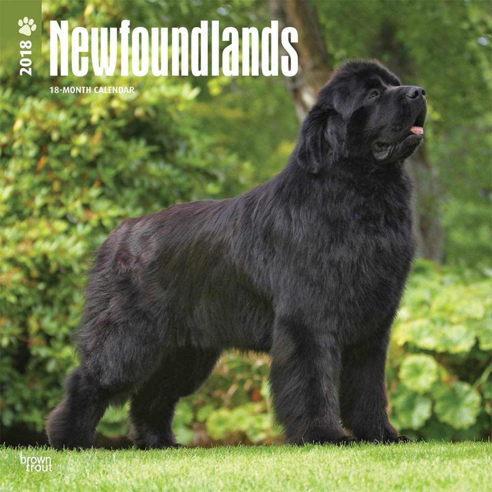 Newfoundlands 2018 Calendar book