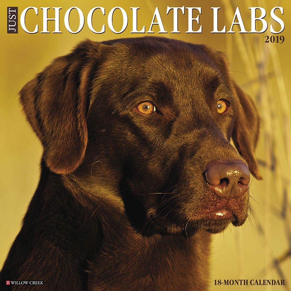 Just Chocolate Labs 2019 Wall Calendar (Dog Breed Calendar) Pets