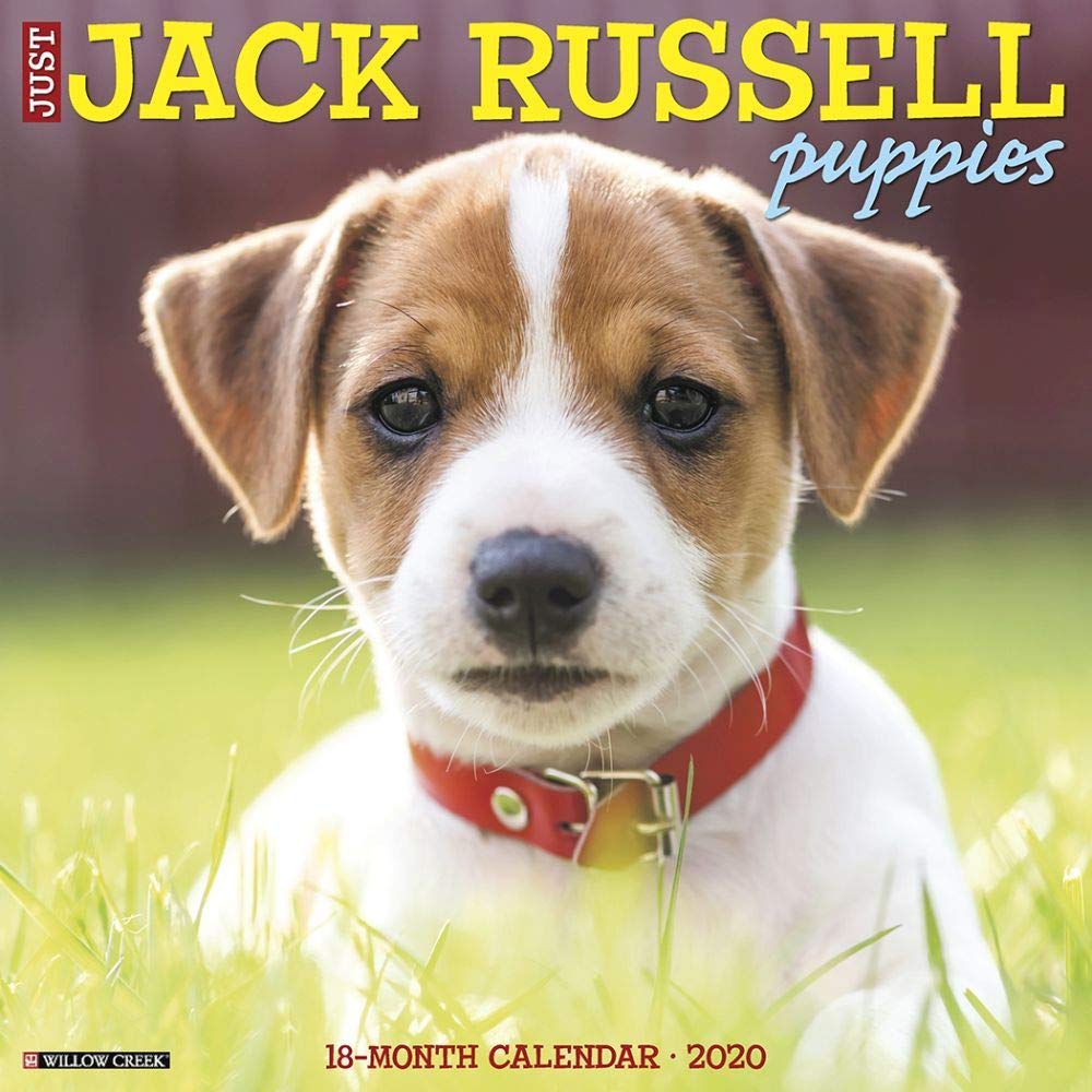 Just Jack Russell Puppies 2020 Calendar Pets