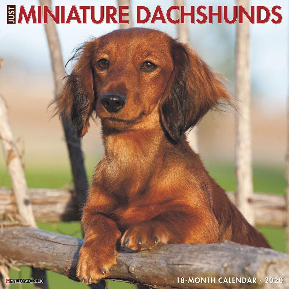 Just Miniature Dachshunds 2020 Calendar Pets