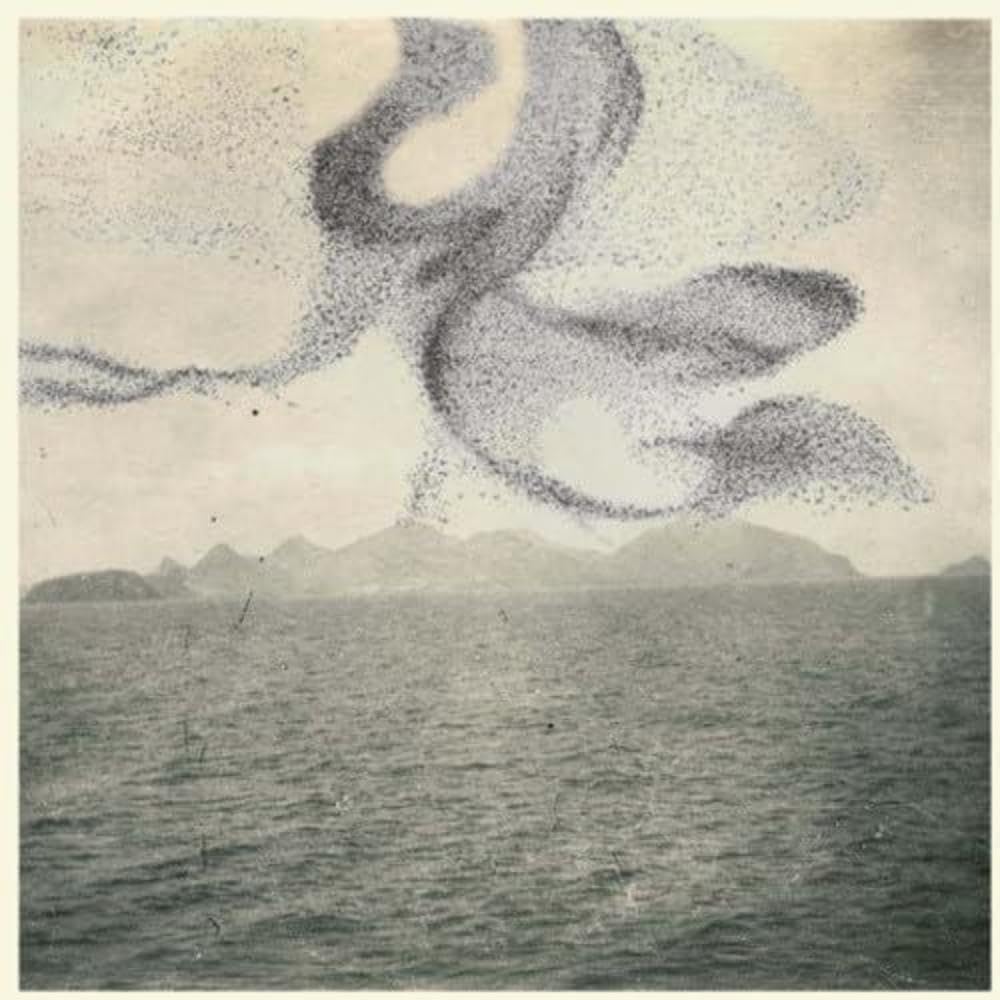 A Small Murmuration Dance & Electronic
