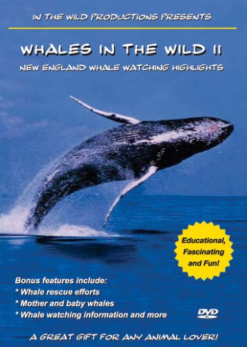 Whales in the Wild 2-New England Whale Watching Hi Films