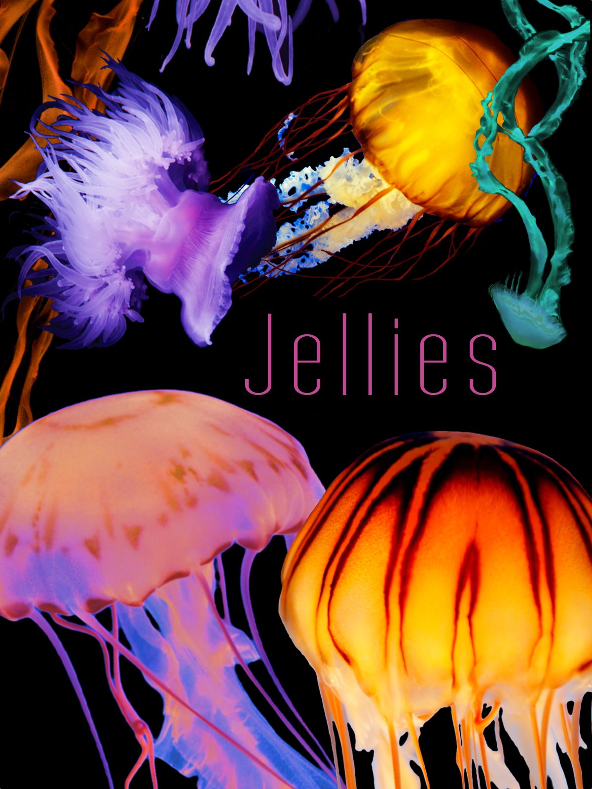 THE ART OF NATURE: JELLIES Films