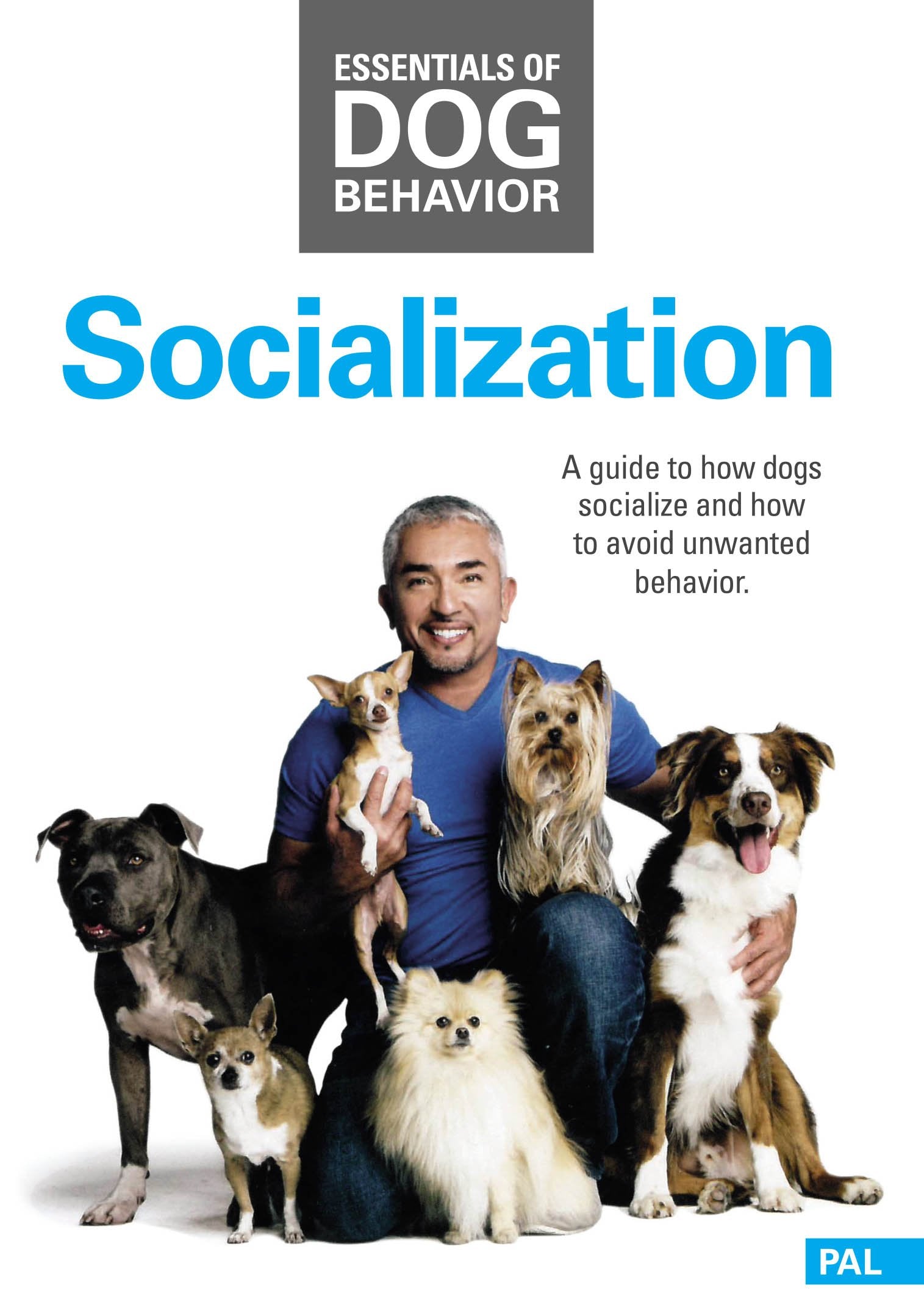 Socialization Hunde Sozialisierung Cesar Millan Grundlagen der Hundeerziehung Essentials of Dog Behavior Hundeflüsterer Movies