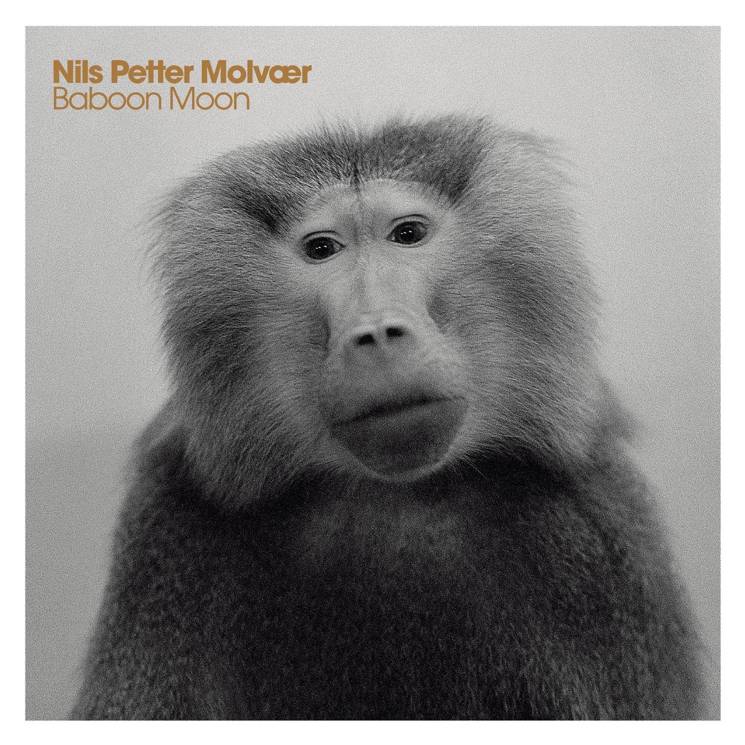 Product Image: Baboon Moon
