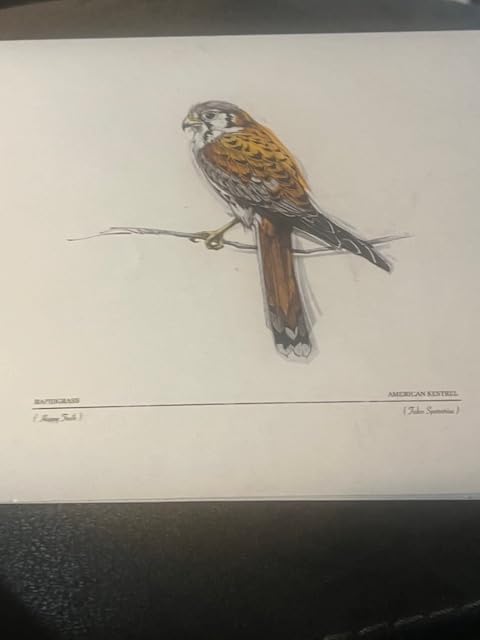 Happy Trails (American Kestrel Falco Sparverius) cd