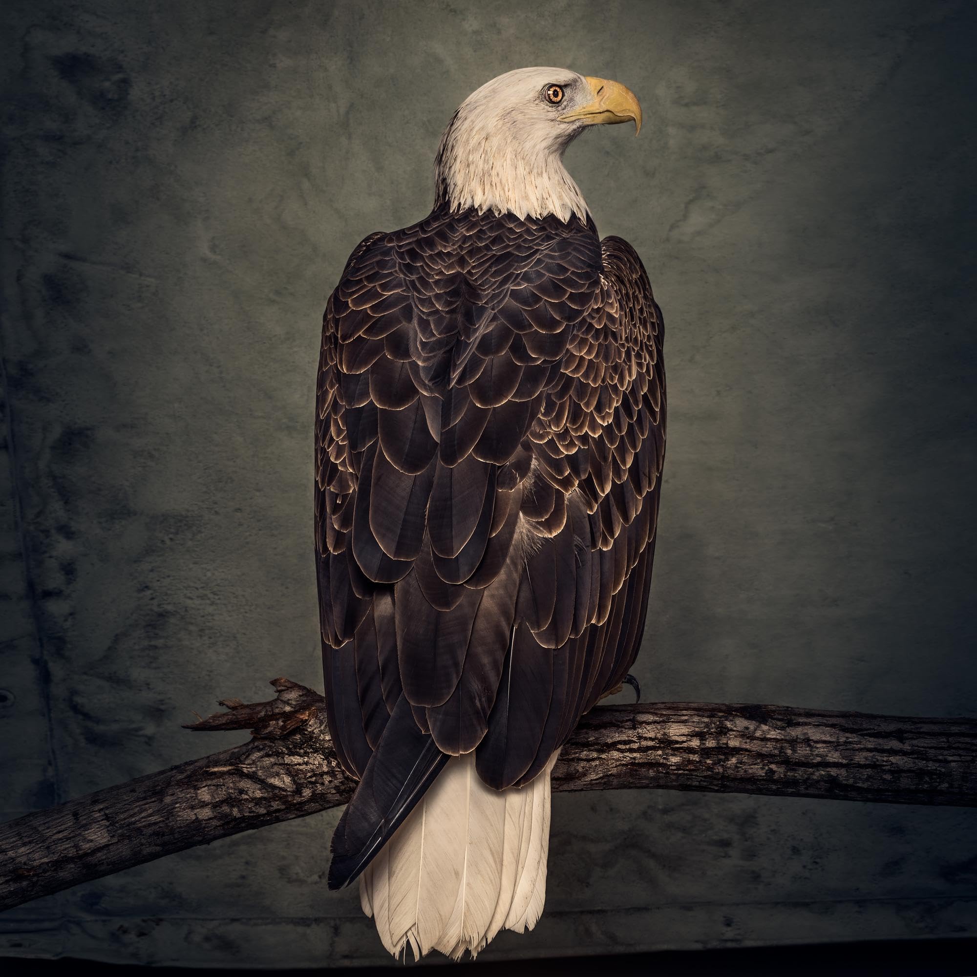 Product Image: Book Of Bad Decisions (Digipak)