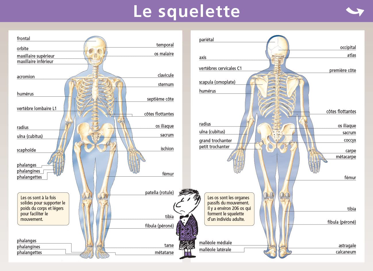 07.SQUELETTE/MUSCLES - MINI POSTER LE PETIT NICOLAS Books