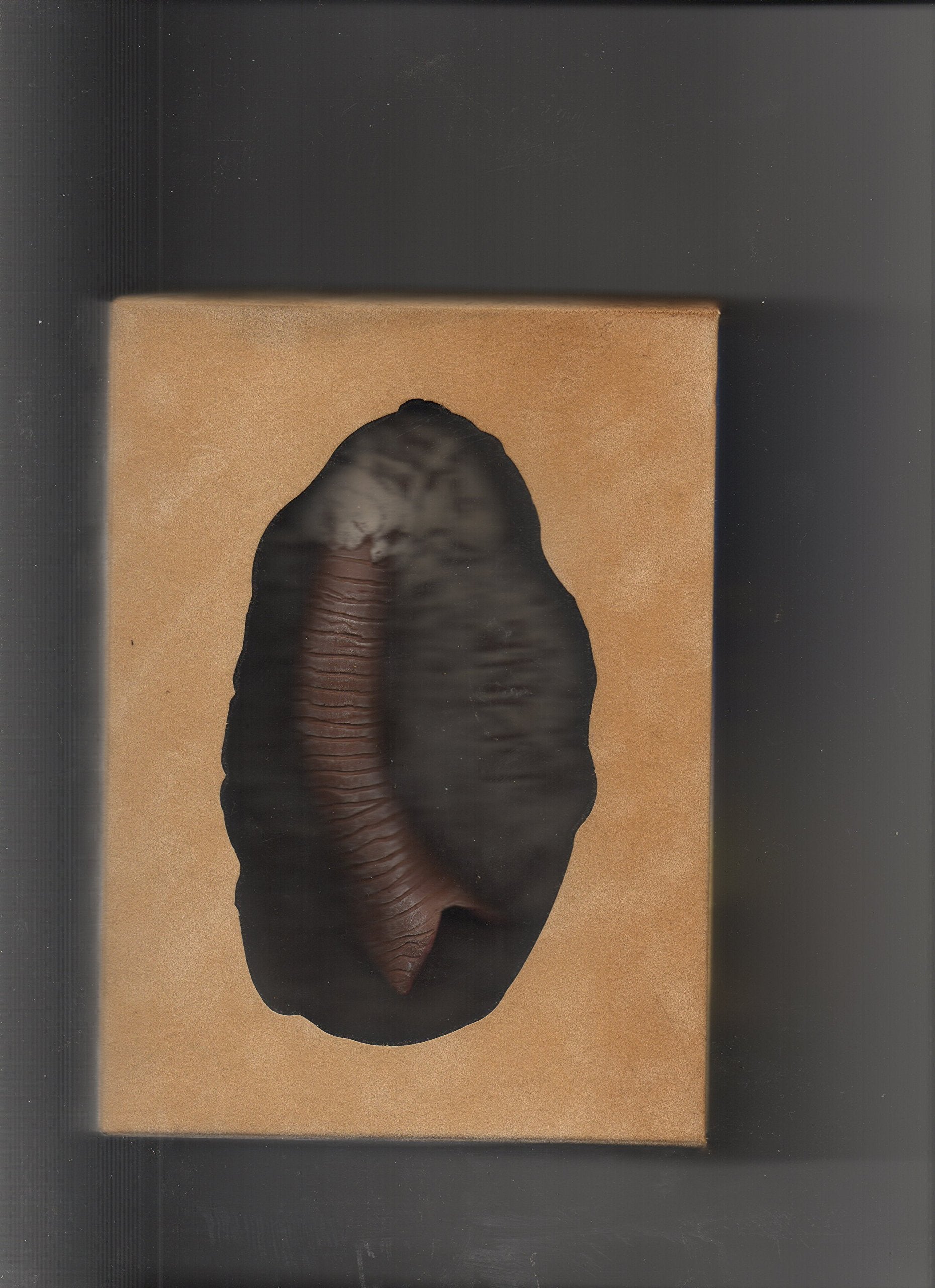 Product Image: Dune - Der Wüstenplanet - Paradise Edition