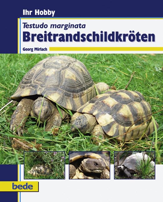 Breitrandschildkröten: Testudo marginata Pets