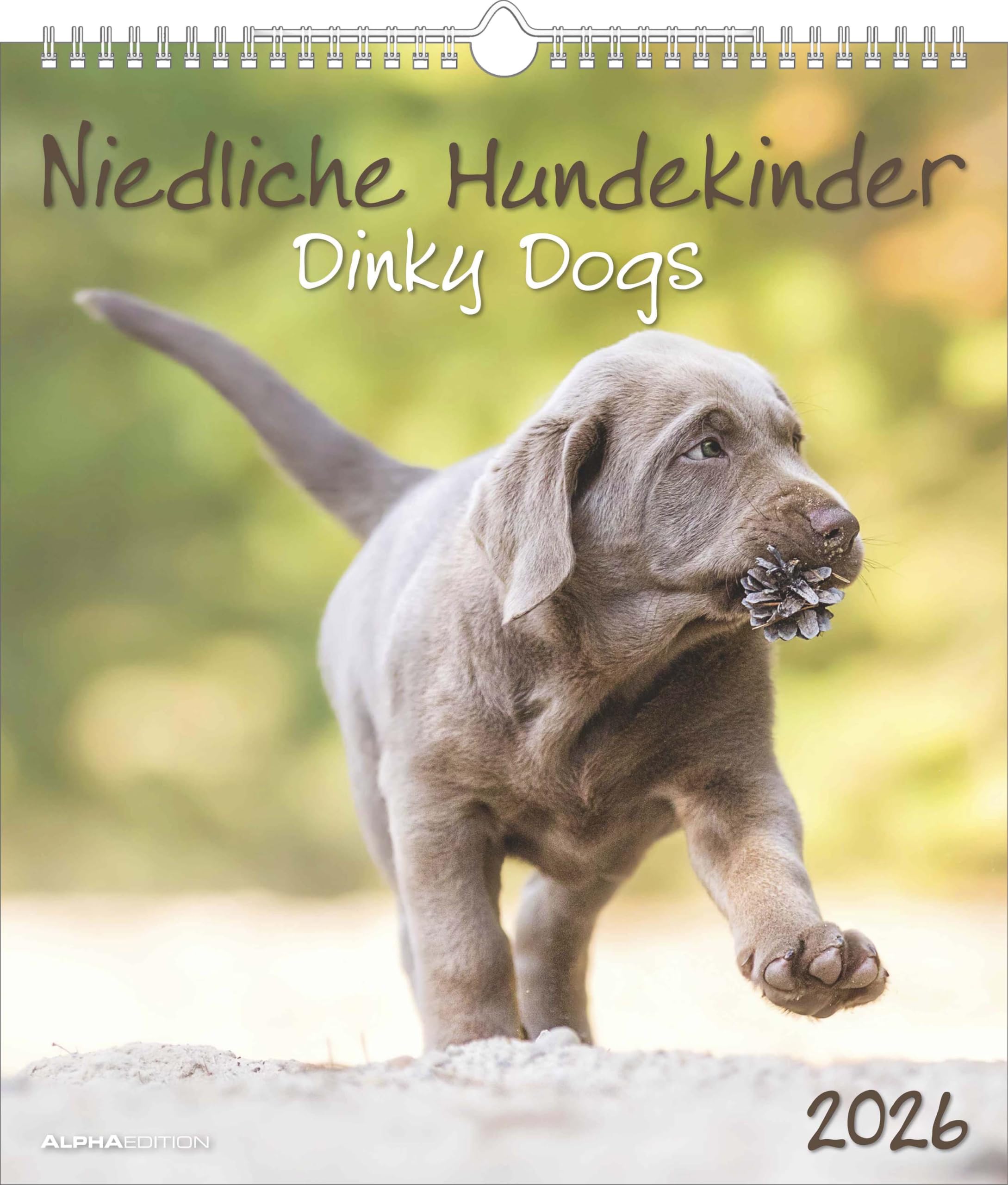 Niedliche Hundekinder 2026 - Wand-Kalender - Tier-Kalender - 30x34: Dinky Dogs Pets