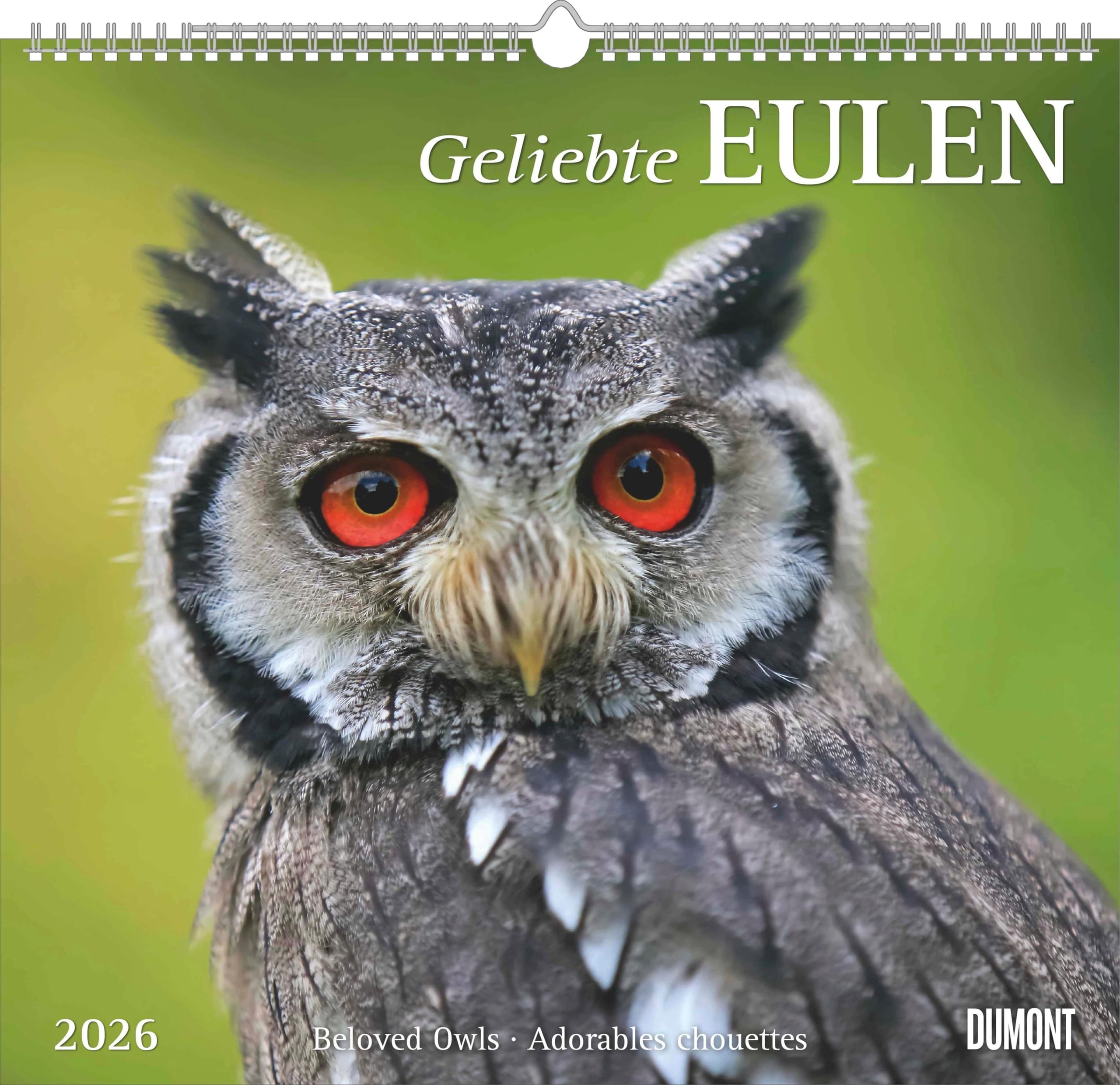 Geliebte Eulen 2026 - DUMONT Wandkalender - mit den wichtigsten Feiertagen - Format 38,0 x 35,5 cm: Beloved Owls - Adorables chouettes Leisure, Home & Garden