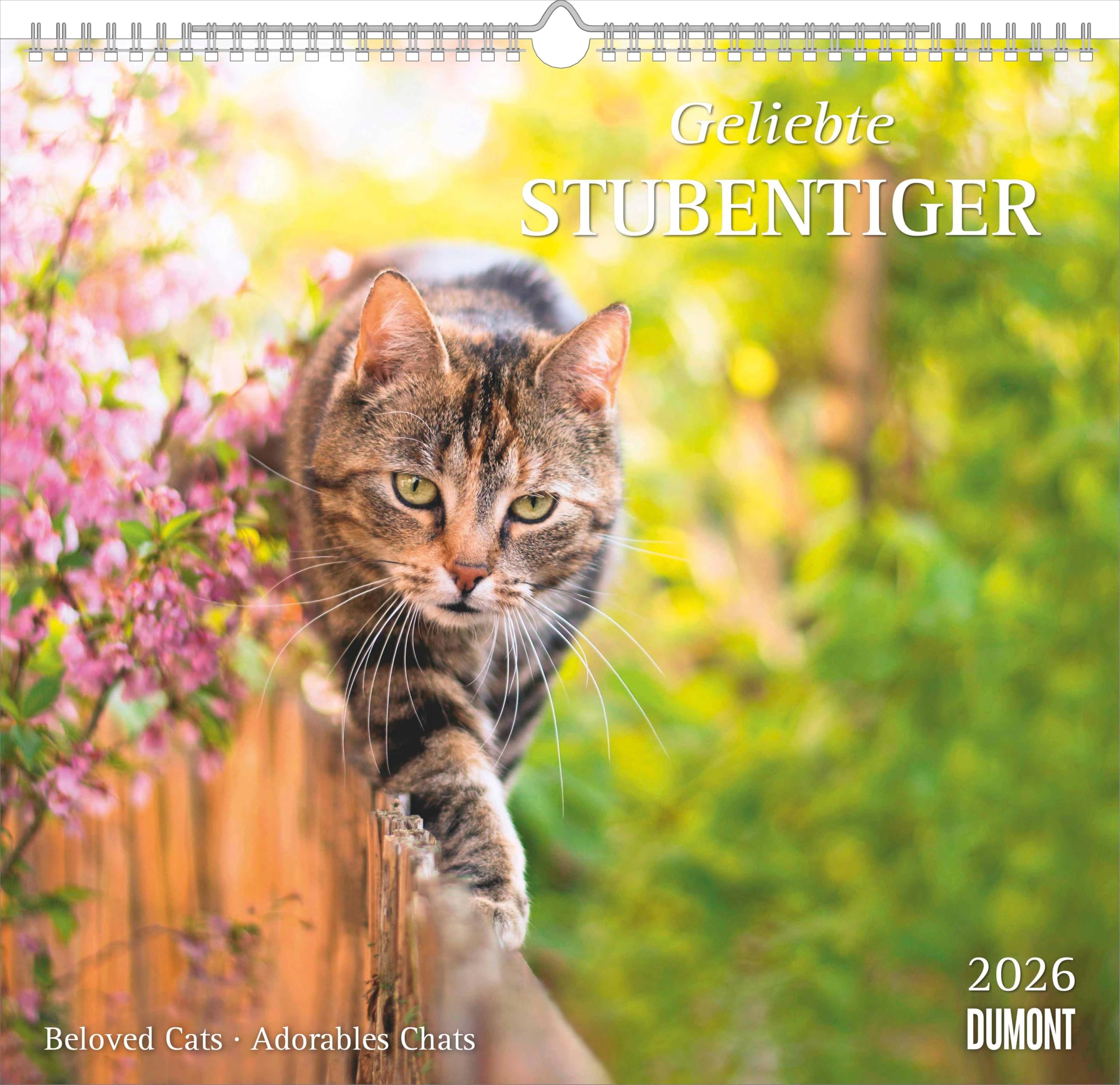 Geliebte Stubentiger 2026 - DUMONT Wandkalender - mit den wichtigsten Feiertagen - Format 38,0 x 35,5 cm: Beloved Cats - Adorables Chats Pets