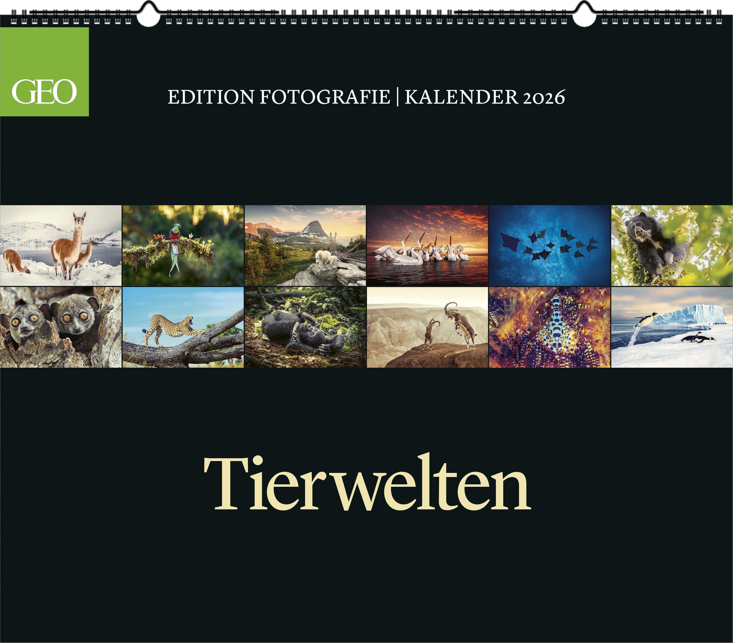 GEO - GEO Edition: Tierwelten 2026 – Wandkalender 70x60 cm, Tier-Poster-Kalender mit Wildlife-Fotografie, 12 Monatsblätter & Spiralbindung inkl. Postkarten für Tier- und Naturfreunde Photography