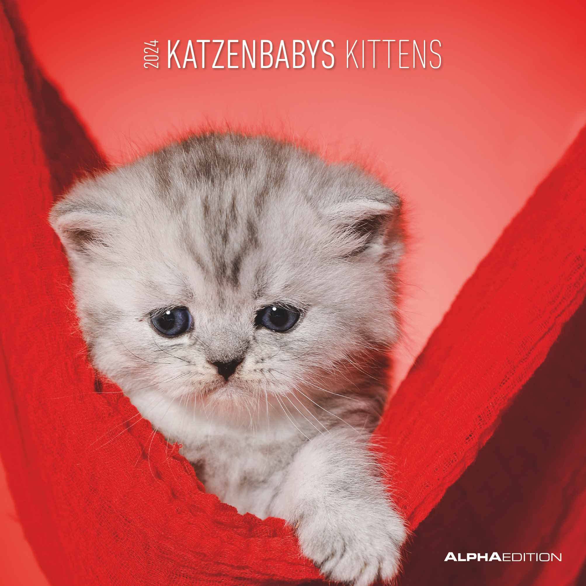 Katzenbabys Calendrier 2024 avec brochures 30 x 30 cm (30 x 60 cm ouvert) – Calendrier avec espace pour notes – Calendrier mural – Calendrier mural – Calendrier pour chats : by Sabine Rath book