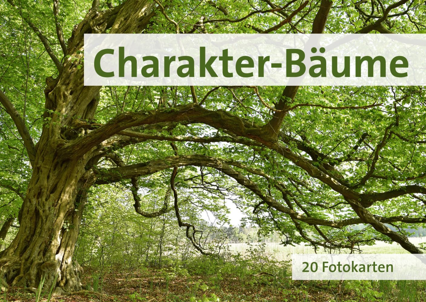Charakter-Bäume: 20 Fotokarten Leisure, Home & Garden