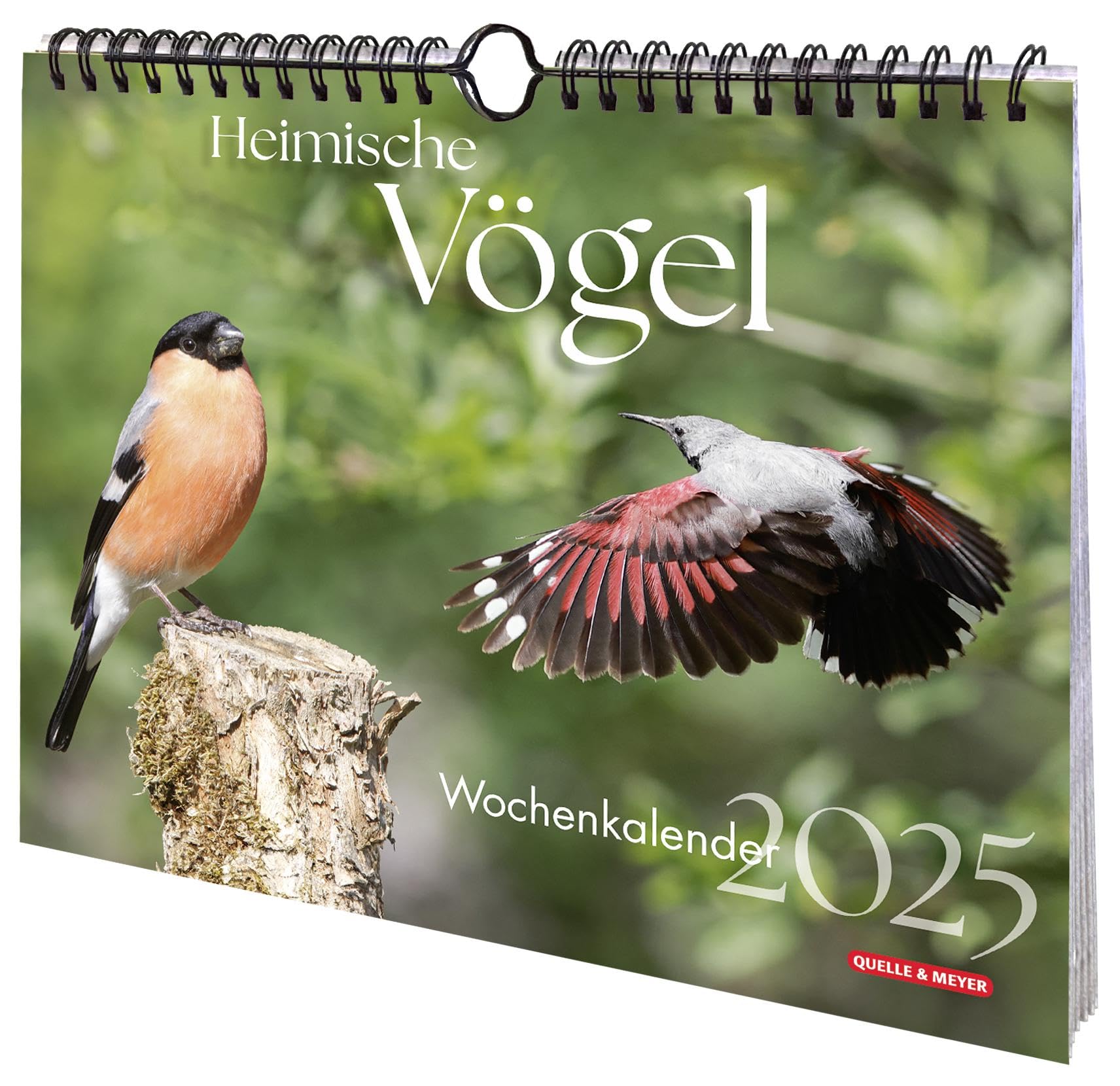 Heimische Vögel 2025: Wochenkalender Leisure, Home & Garden