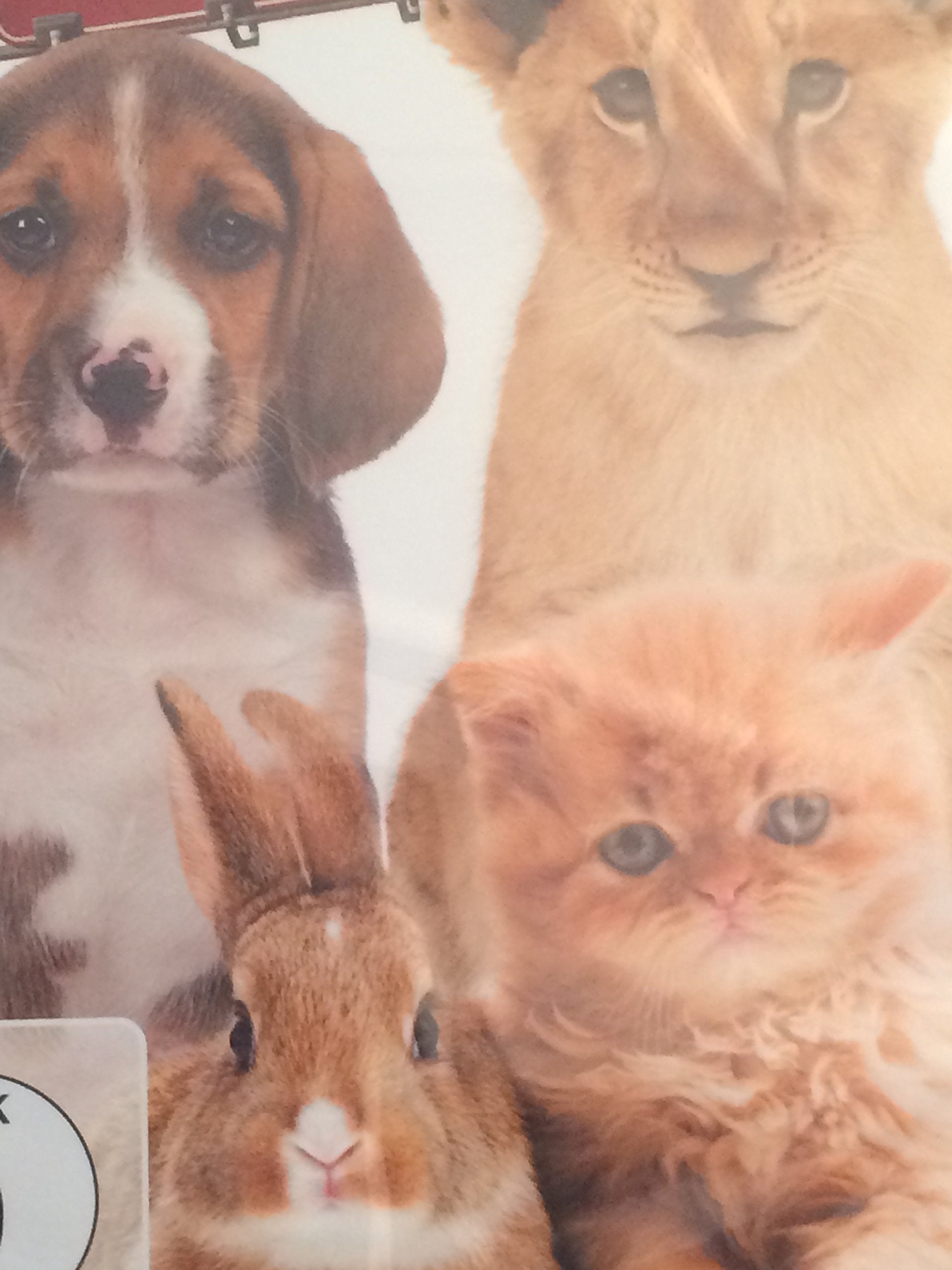 Product Image: Die schönsten Tierbabies