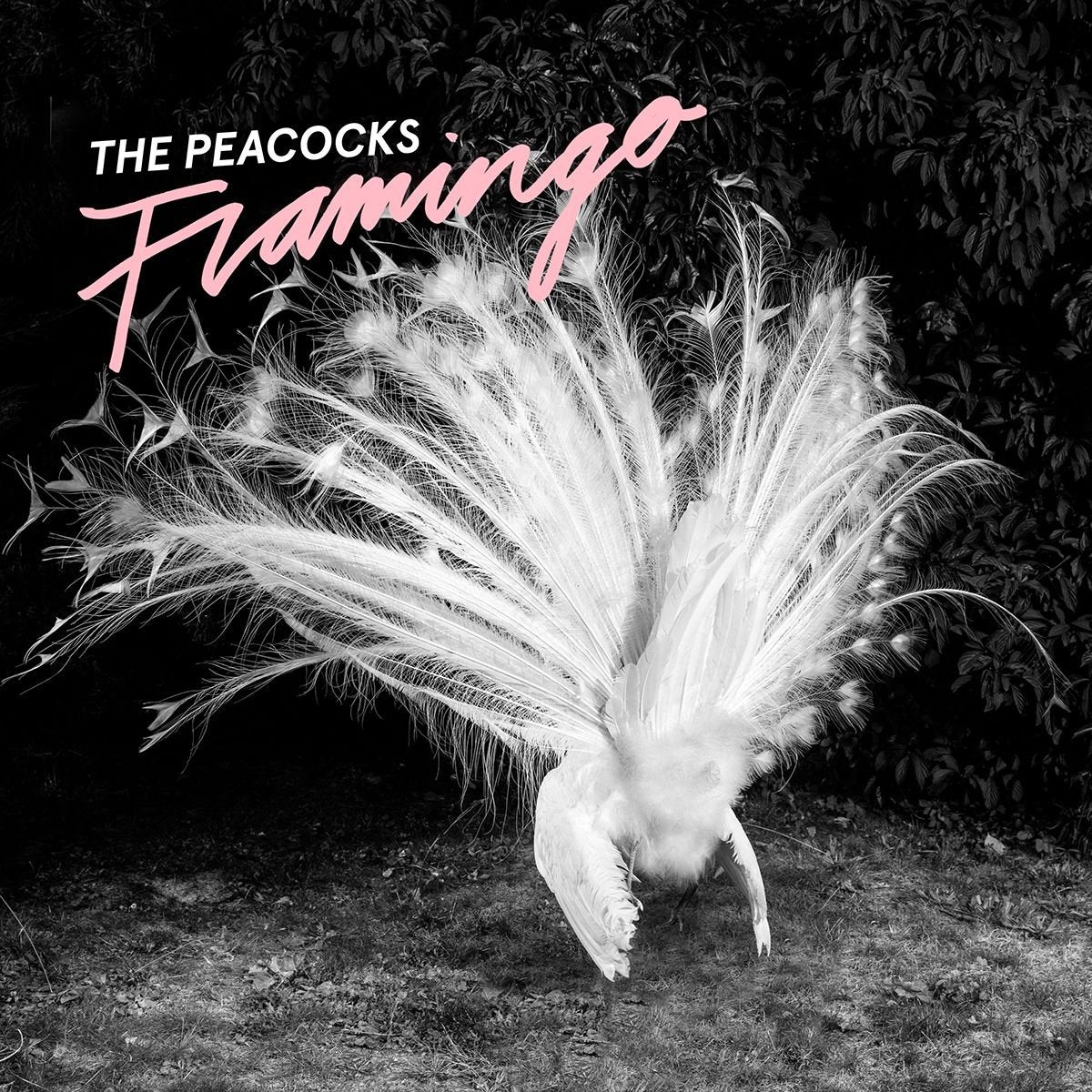 The Peacocks-Flamingo Alternative & Indie