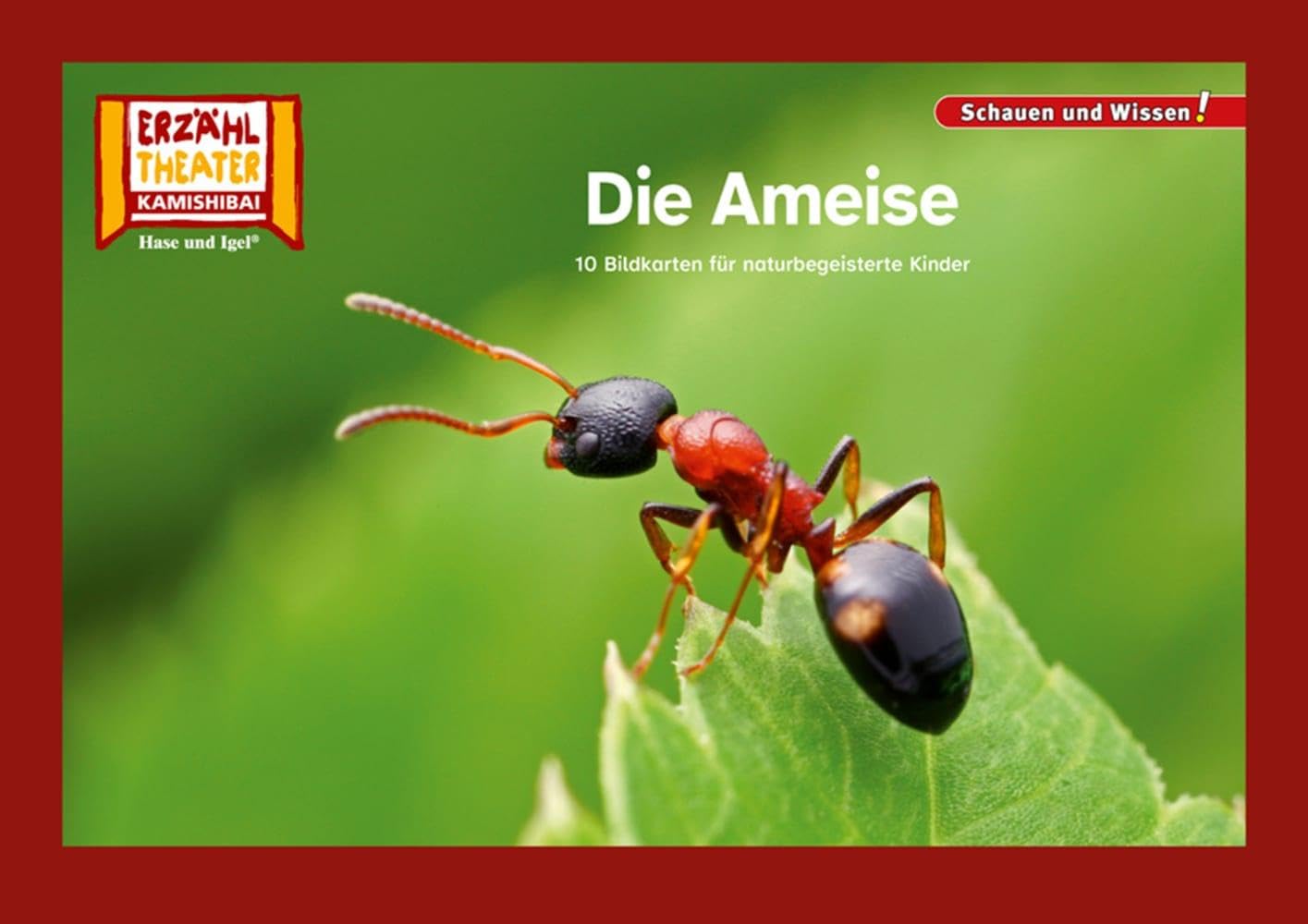 Die Ameise / Kamishibai Bildkarten: 10 Fotobildkarten für das Erzähltheater (Schauen und Wissen!) Professional & Reference Books