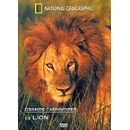 National Geographic - Grands carnivores : le lion Films