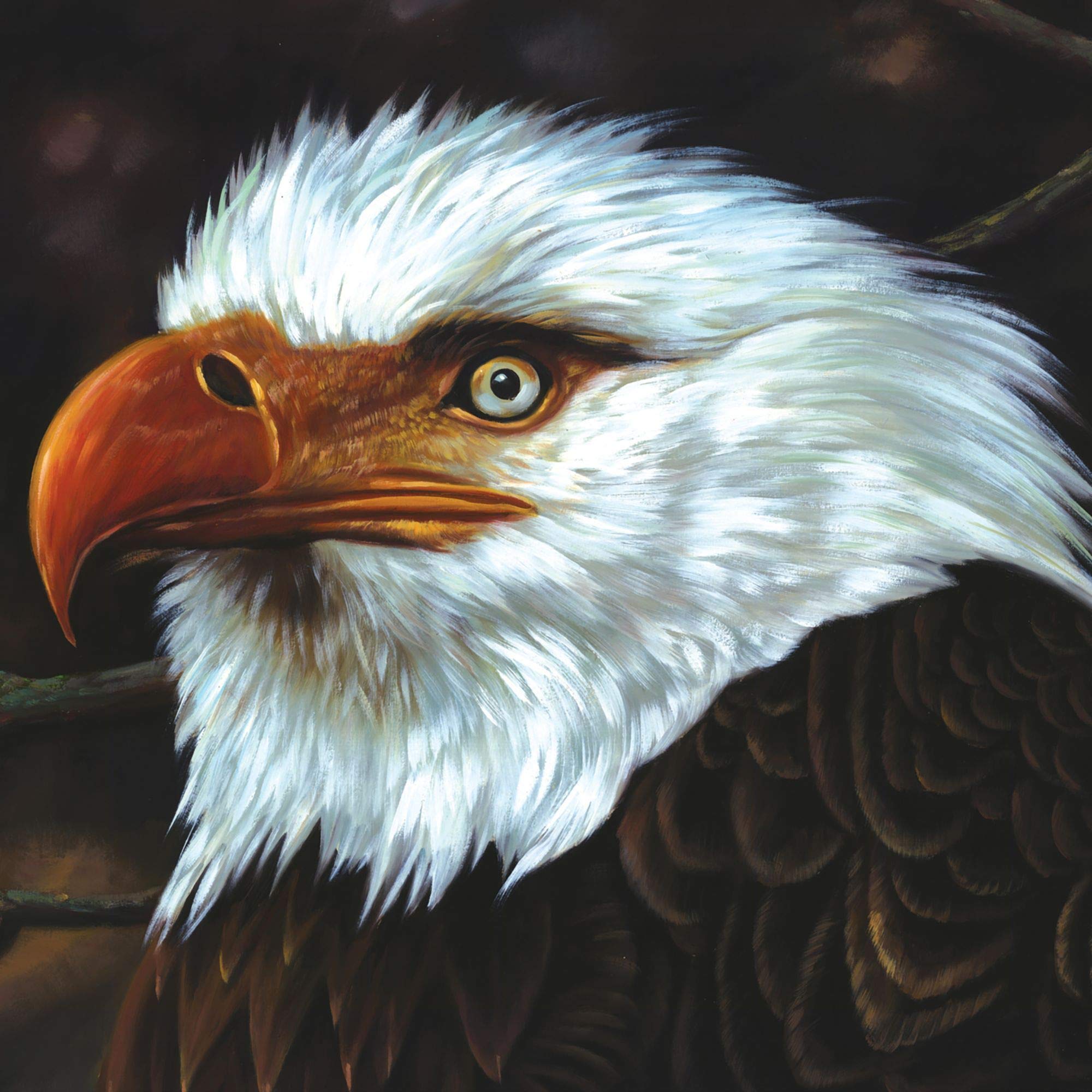 HAWK IS HOWLING              D Alternative & Indie