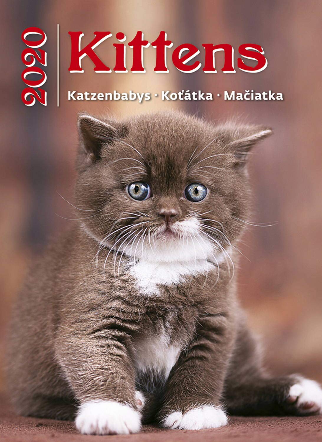 Kittens Calendar - Calendars 2019 - 2020 Wall Calendar - Photo Calendar - 12 Month Calendar by Helma (Multilingual Edition) book