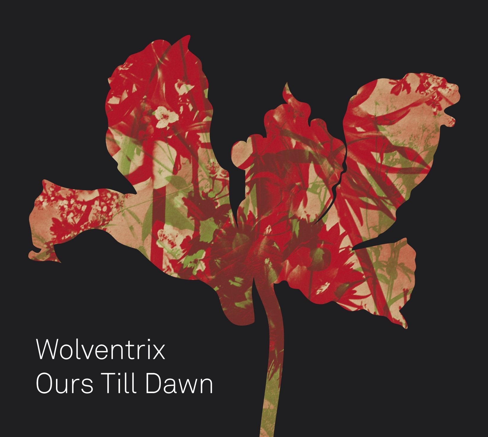 Product Image: Ours Till Dawn