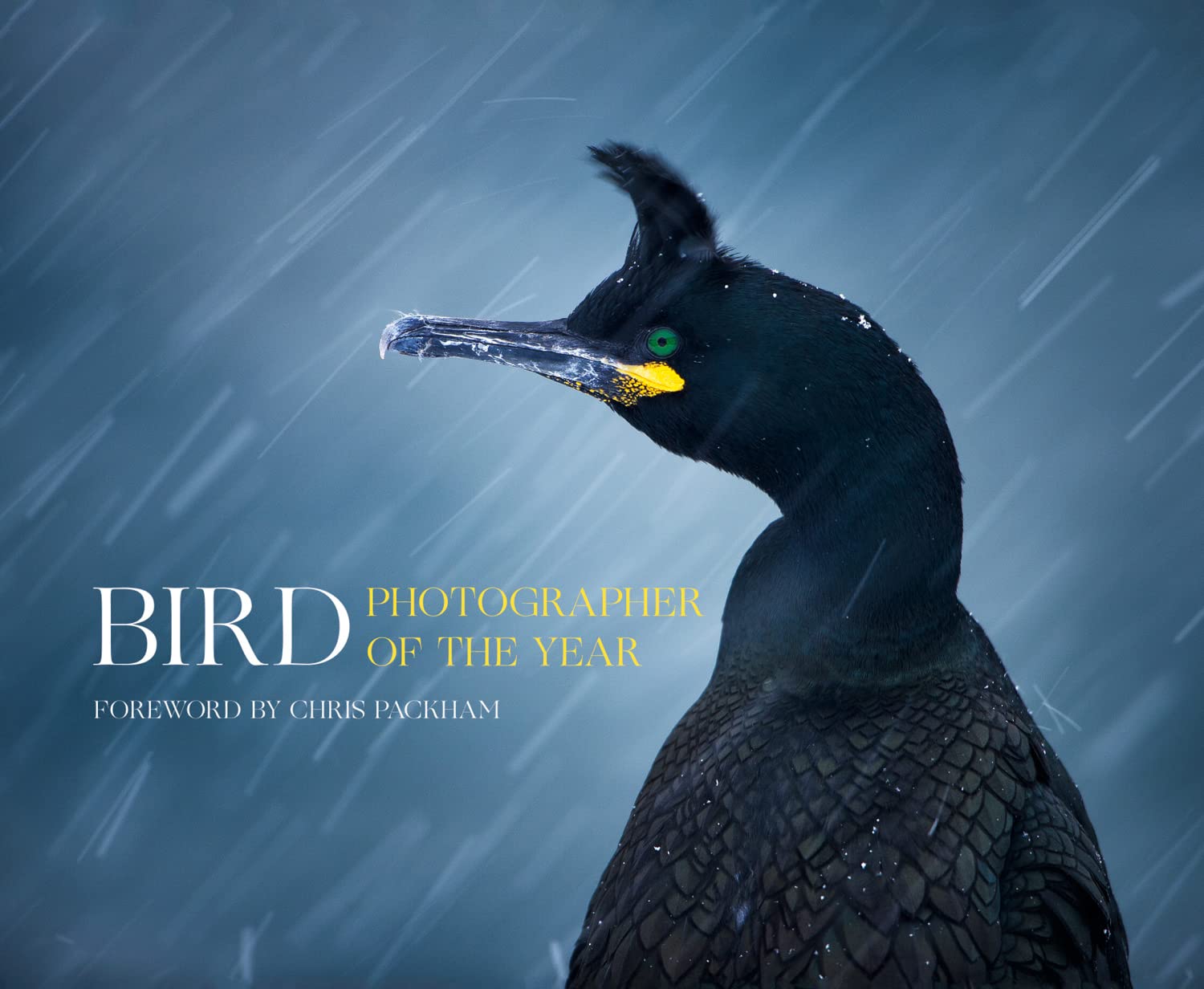 Bird Photographer of the Year Photography