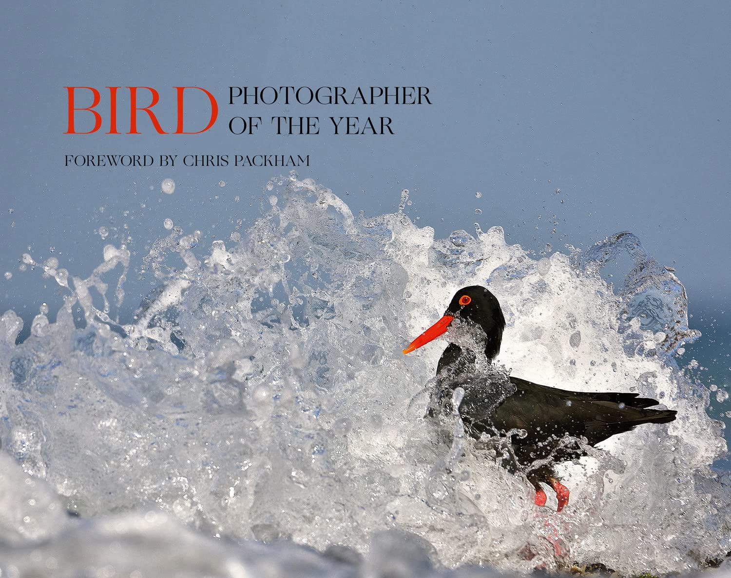 Bird Photographer of the Year Mathematics