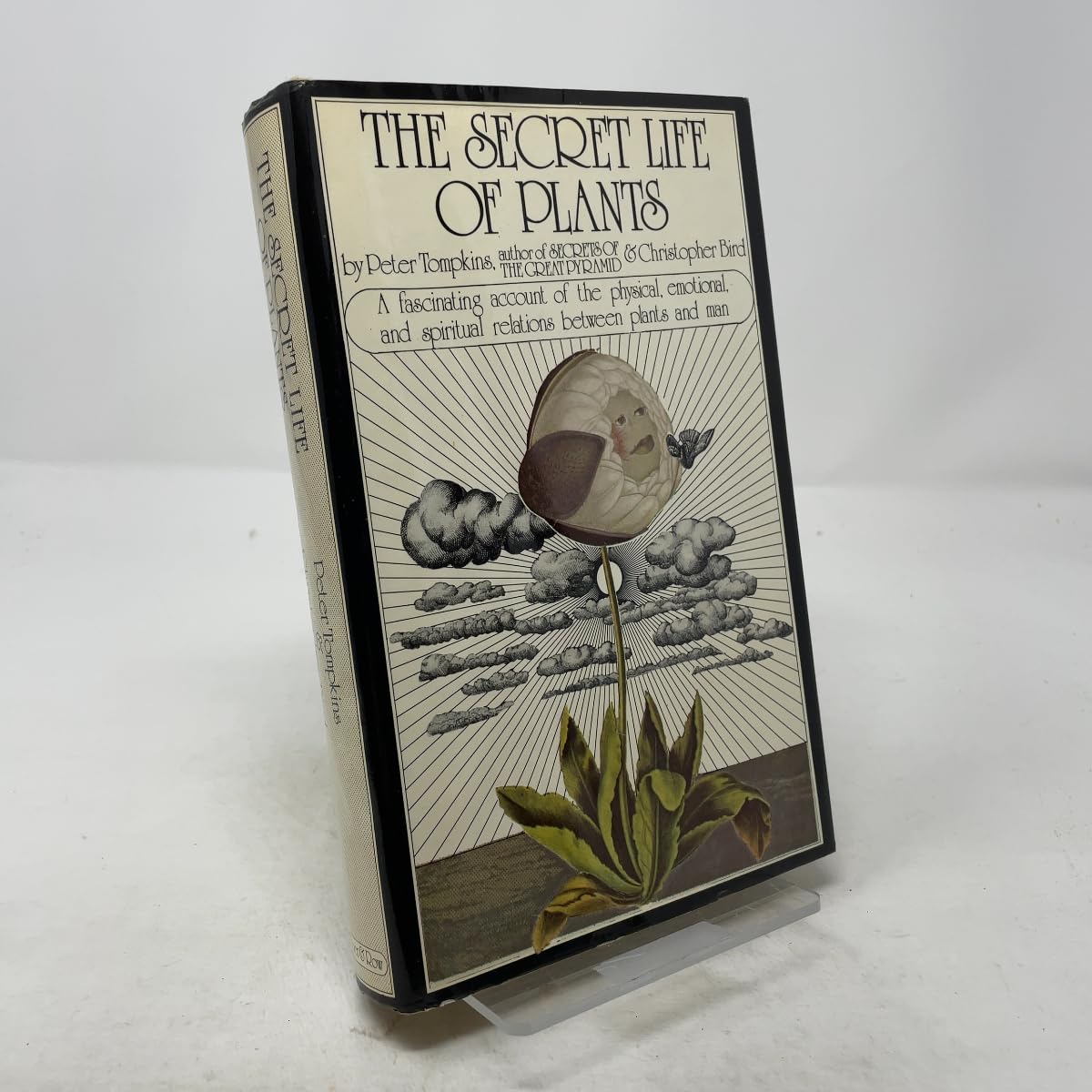 The Secret Life of Plants Mathematics