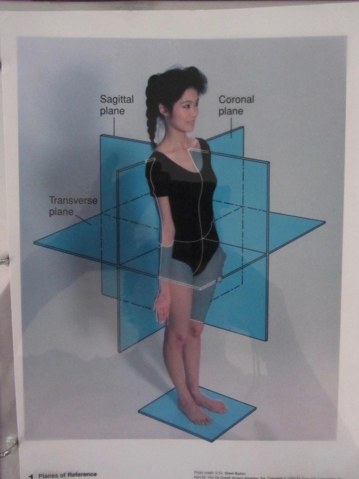 Human Anatomy: Overhead Transparencies/Slides book