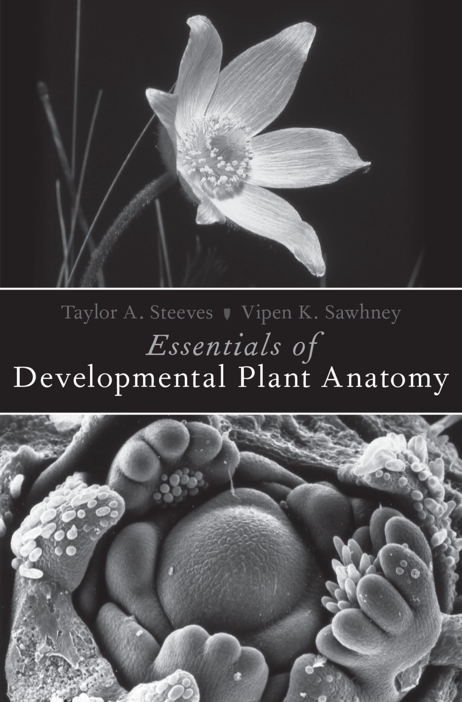 Essentials of Developmental Plant Anatomy Medicine