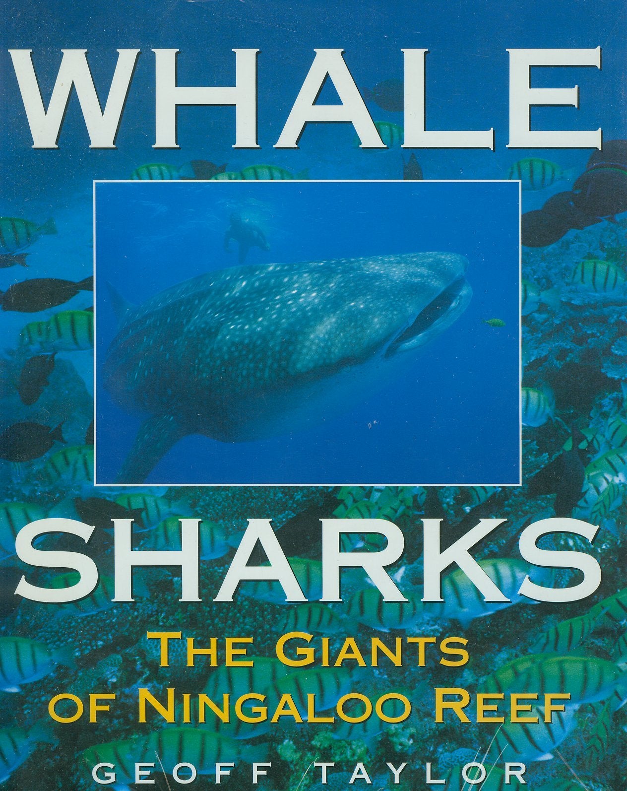 Whale Sharks: The Giants of Ningaloo Reef Mathematics