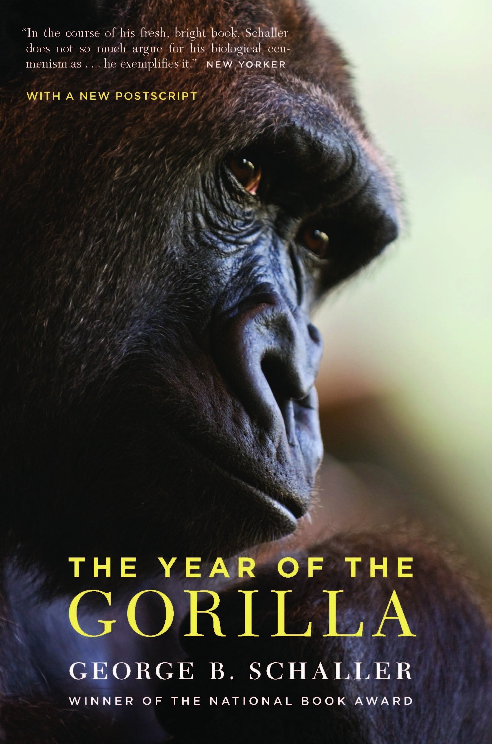 The Year of the Gorilla Mathematics