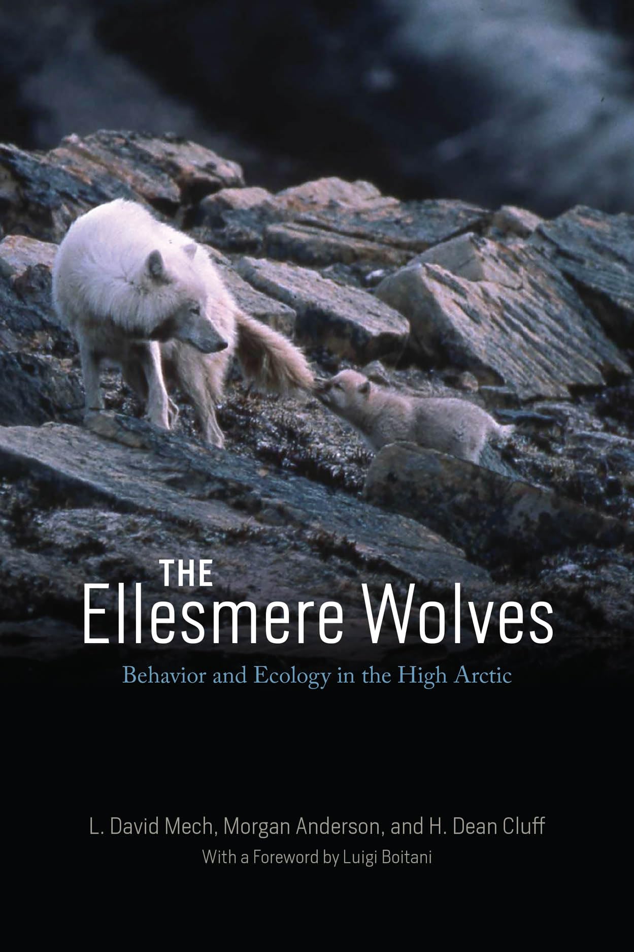 The Ellesmere Wolves: Behavior and Ecology in the High Arctic Mathematics