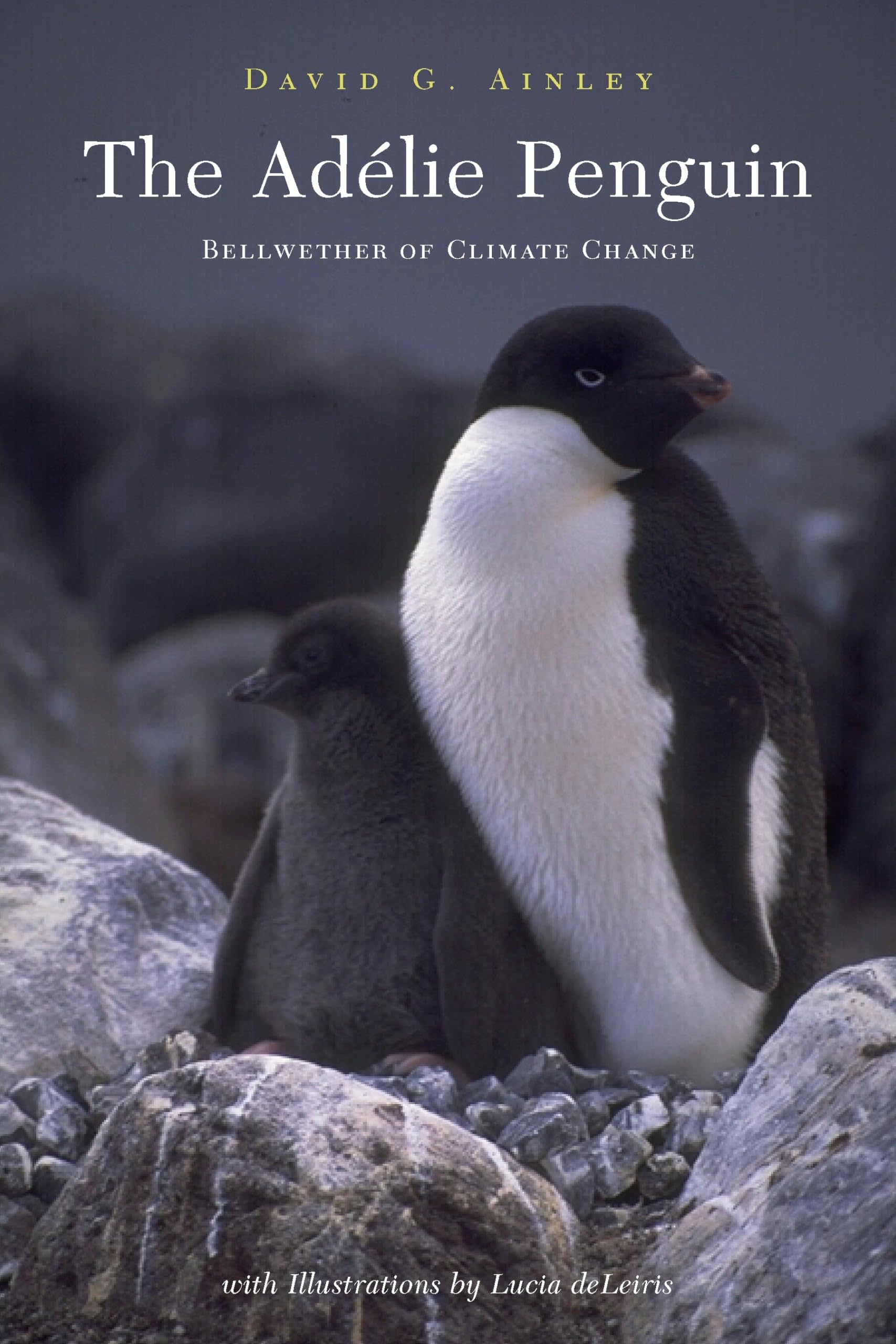 The Adelie Penguin: Bellwether of Climate Change Mathematics