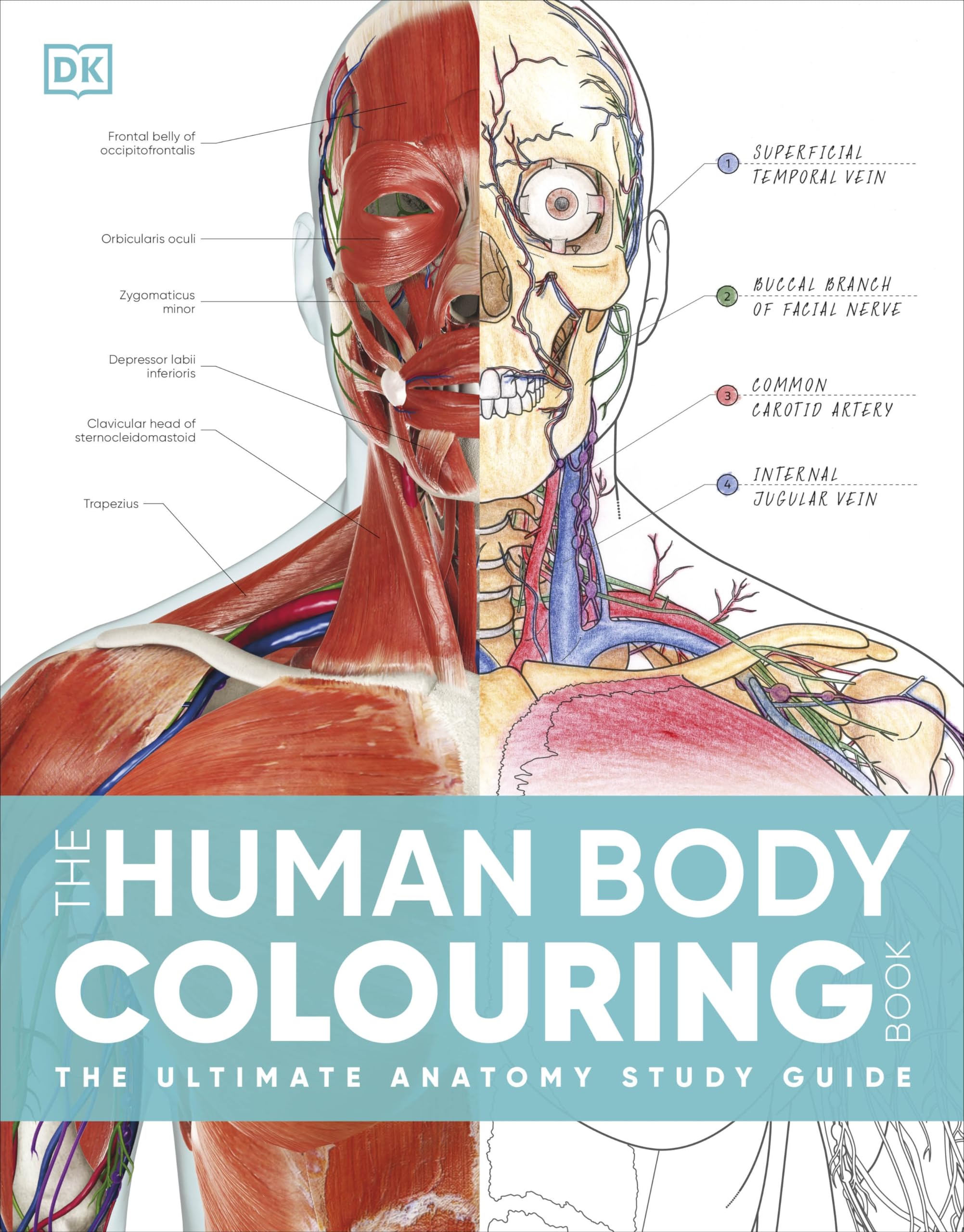 The Human Body Colouring Book: The Ultimate Anatomy Study Guide (DK Human Body Guides) Posters
